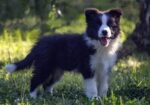 Border Collie-Border koli štenad