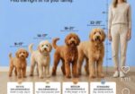 Goldendoodle prelepi štenci