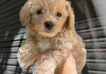 Maltipoo kucici