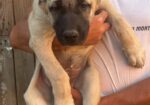 Kangal stenci