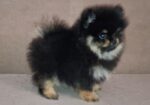 Pomeranac muzjak
