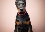 Doberman stenci