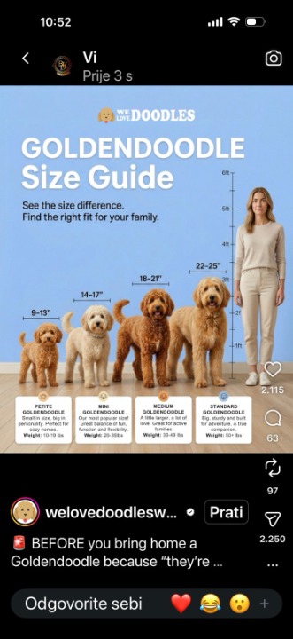 Goldendoodle prelepi štenci