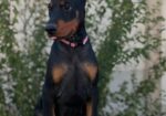 Doberman ženka