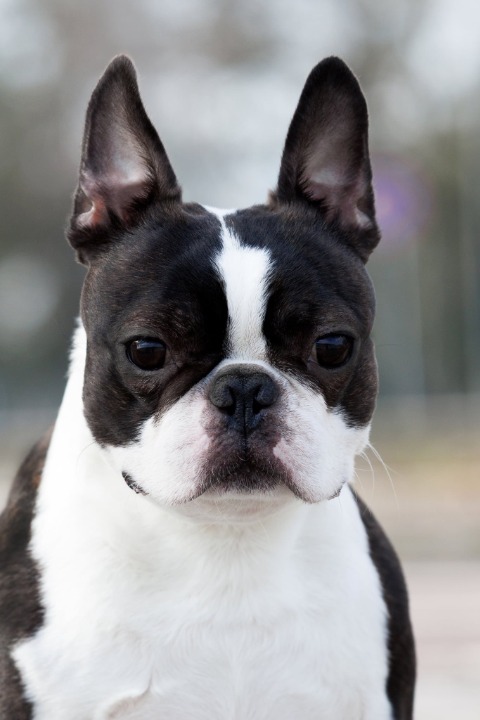Boston terrier mužjak slobodan za parenje