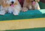 Maltipoo-Bipooo