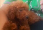 Crvena toy pudla