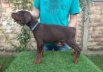 Doberman