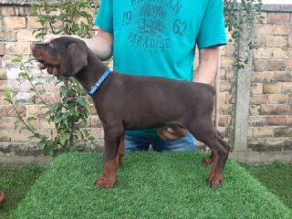 1-dobermanM0826