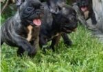 Francuski budog