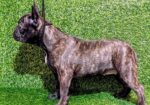 FRANCUSKI BULDOG – žensko štene