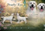 Labrador retriver štenci, prelepi