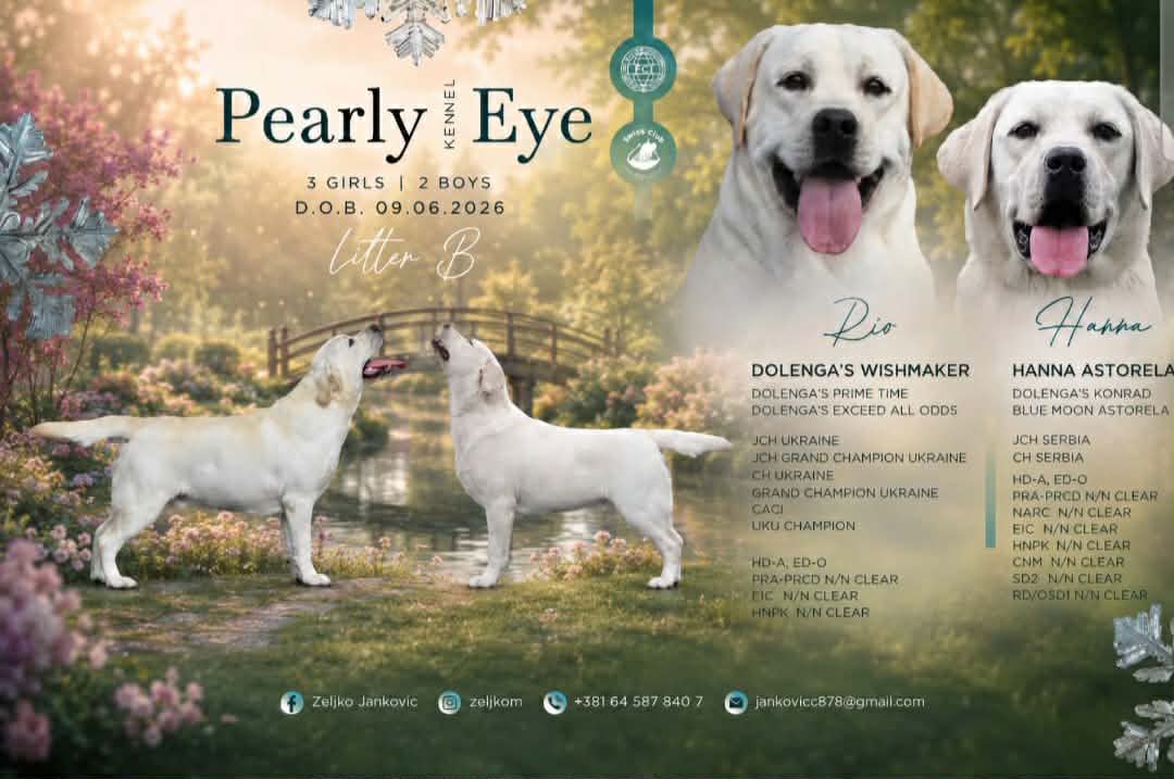 Labrador retriver štenci, prelepi