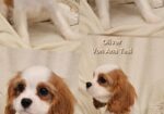 Vrhunski Cavalier King Charls Spaniel oba pola