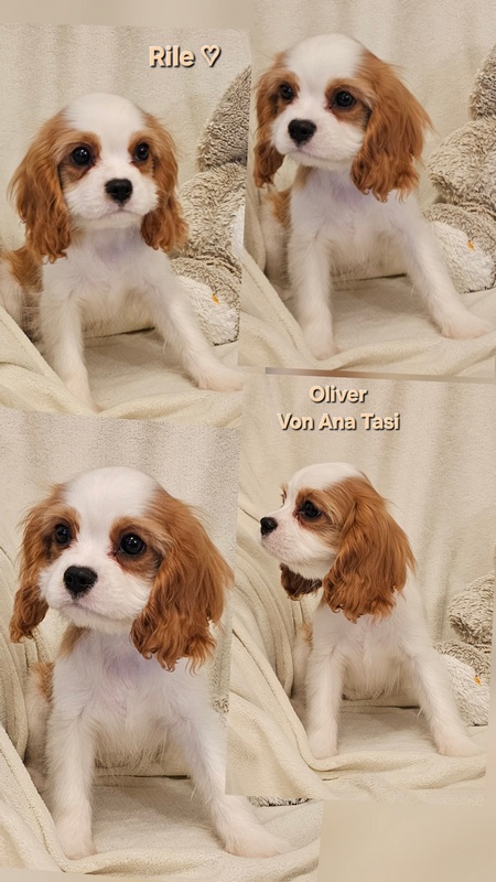 Vrhunski Cavalier King Charls Spaniel oba pola