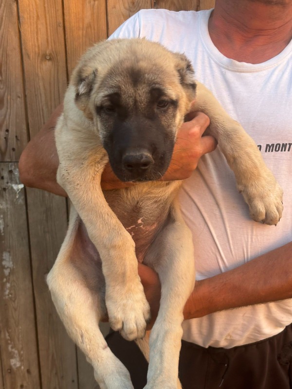 Kangal stenci