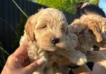 Pudle i maltipoo štenci