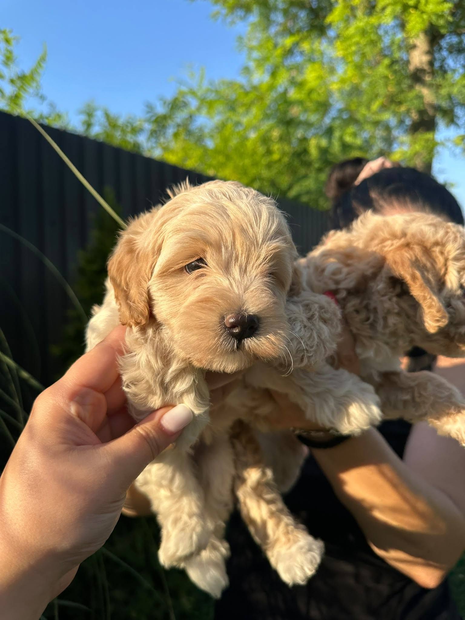 Pudle i maltipoo štenci