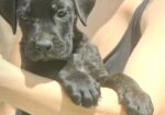 Cane Corso štenci