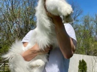 1mainecoonM0826
