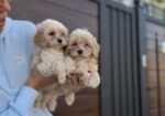 Maltipoo vrhunske genetike