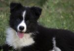 Border Collie-Border koli štenad