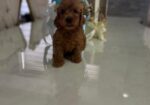 Goldendoodle prelepi štenci