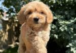 Maltipoo kucici