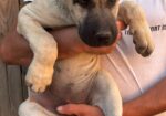 Kangal stenci