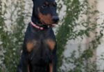 Doberman ženka
