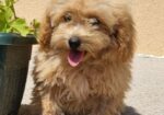 Maltipoo-Bipooo