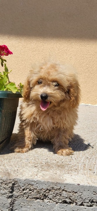 Maltipoo-Bipooo