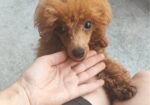 Crvena toy pudla