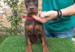 Doberman