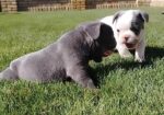 Francuski buldog