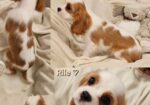 Vrhunski Cavalier King Charls Spaniel oba pola