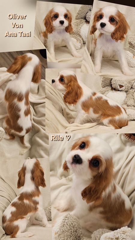 Vrhunski Cavalier King Charls Spaniel oba pola