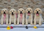 Labrador retriver štenci, prelepi
