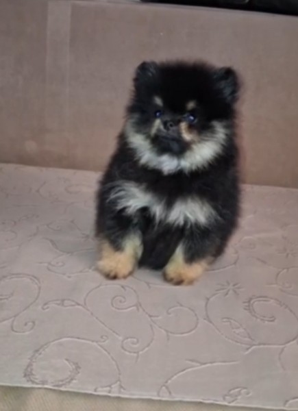 Pomeranac muzjak