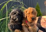 Pudle i maltipoo štenci