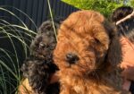Pudle i maltipoo štenci