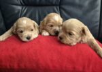 Maltipoo štenci
