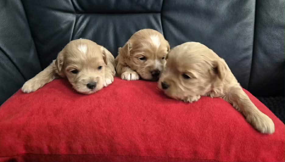 Maltipoo štenci