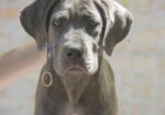 Cane Corso štenci