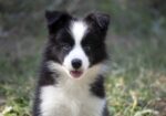 Border Collie-Border koli štenad