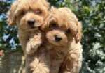 Maltipoo kucici