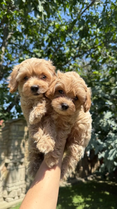 Maltipoo kucici