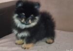 Pomeranac muzjak