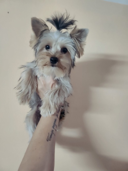 Jorki