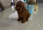 Goldendoodle prelepi štenci